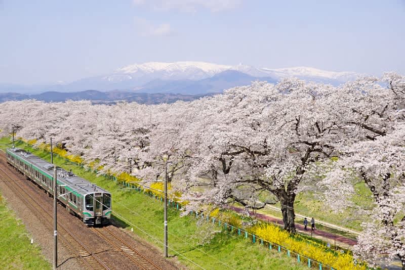 unique cherry blossom experiences in japan