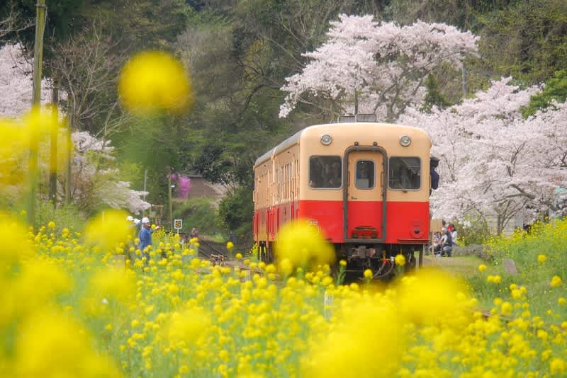 kominato railway train cherry blossom