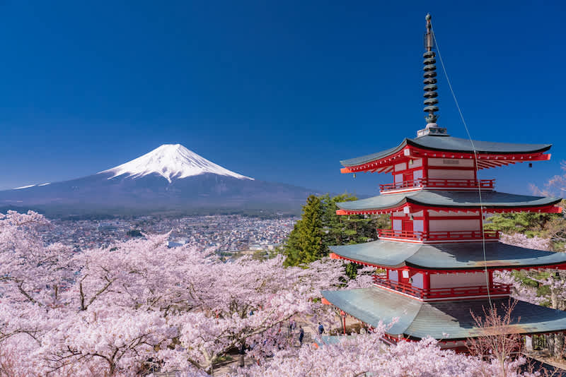 somei yoshino trees near mount fuji