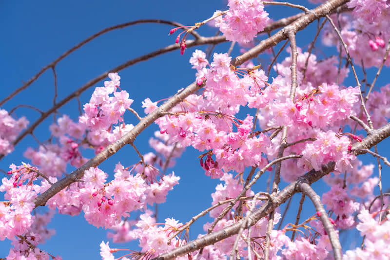 The Different Varieties of Cherry Blossoms in Japan