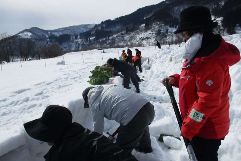 Harvesting in the winter