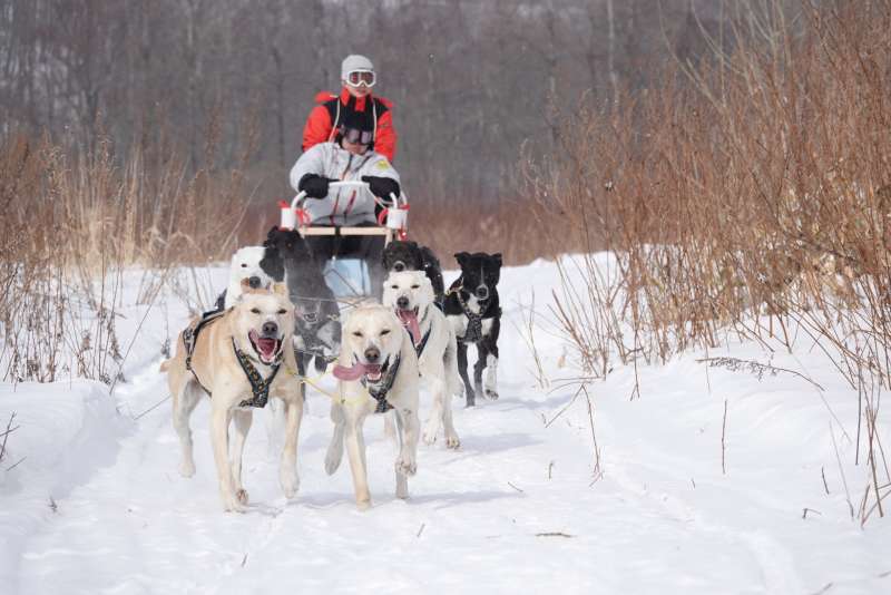 Ride and handle dog sleds