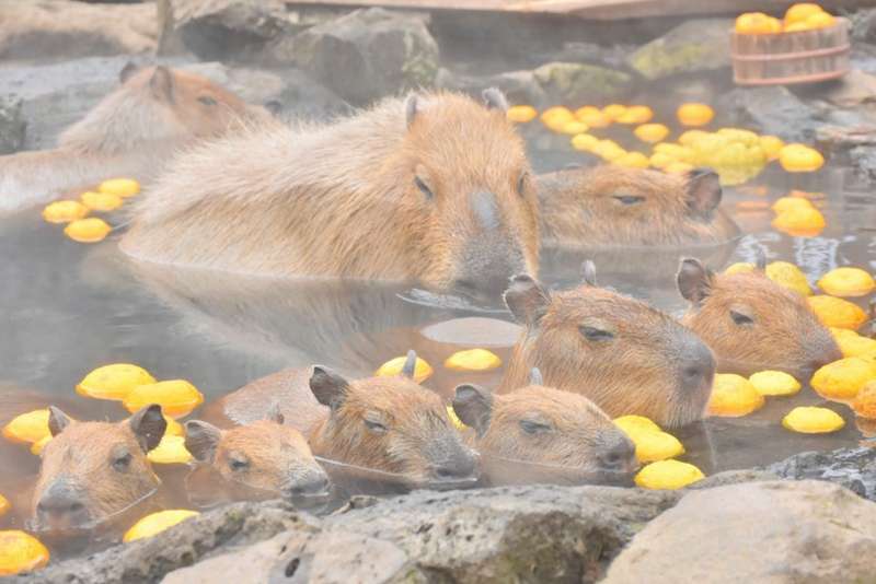 capybara swimming with yuzu