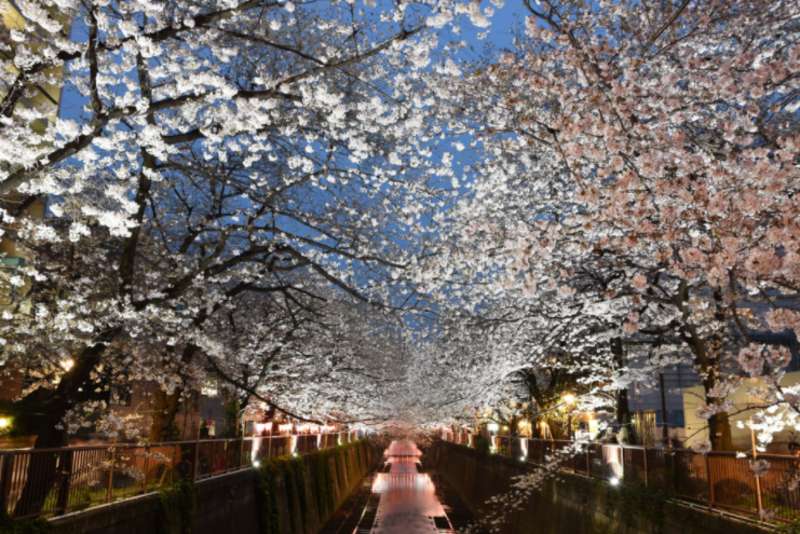 Cherry Blossom Festival At Night In Japan