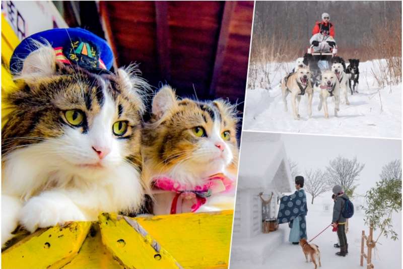 Spots & Events in Tohoku and Hokkaido to Play with Cats & Dogs in the Snow