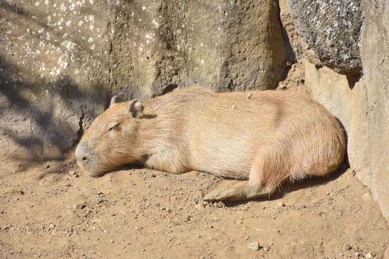 capybara sleeping