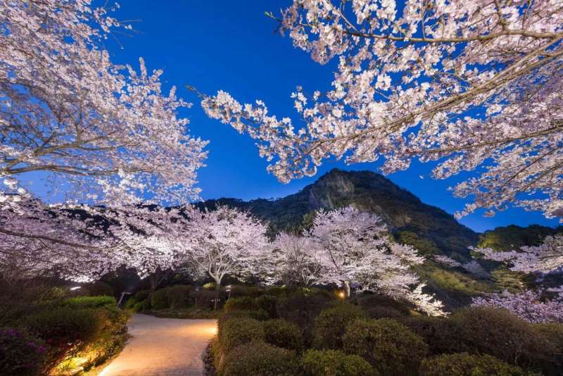 cherry blossoms japan mifuneyama rakuen saga