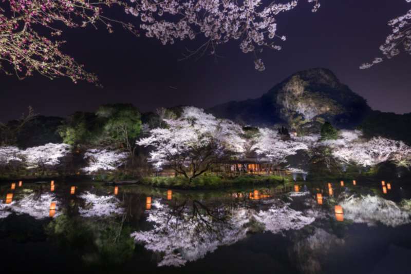 Cherry Blossom Festival At Night In Japan