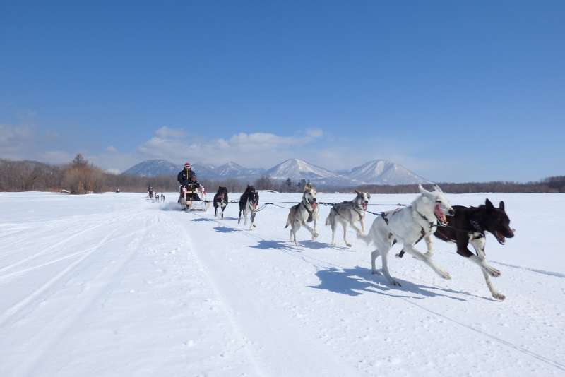 Huskies’ running endurance and resilience to cold weather