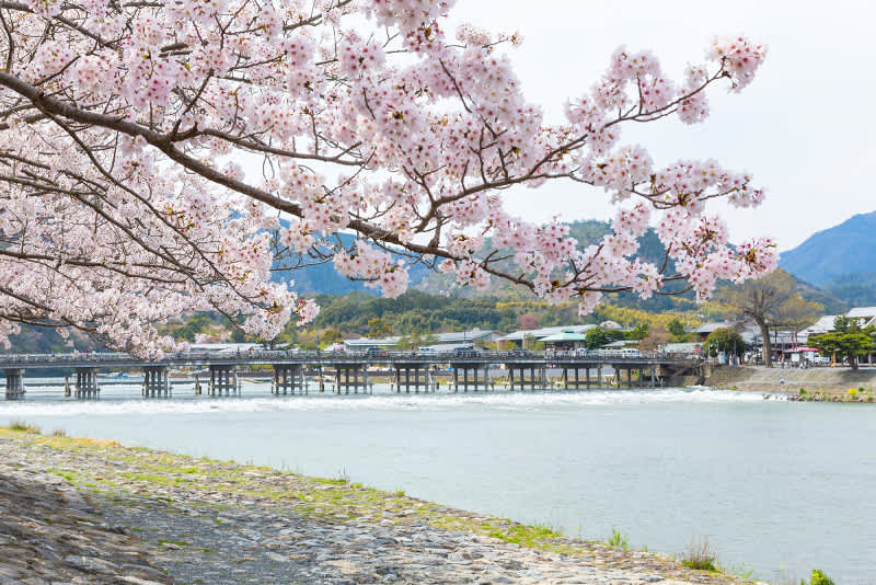 The Best Spots to Catch Kyoto's Cherry Blossoms