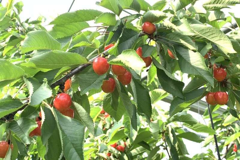 a variety of cherries during the early summer season