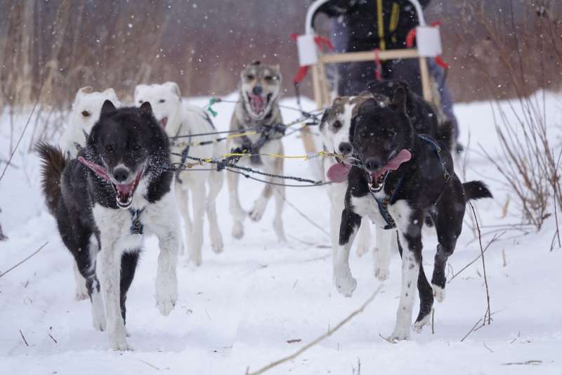 A sled by Alaskan Huskies over white snowfields