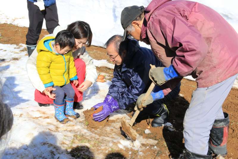 Harvesting during winter in Japan