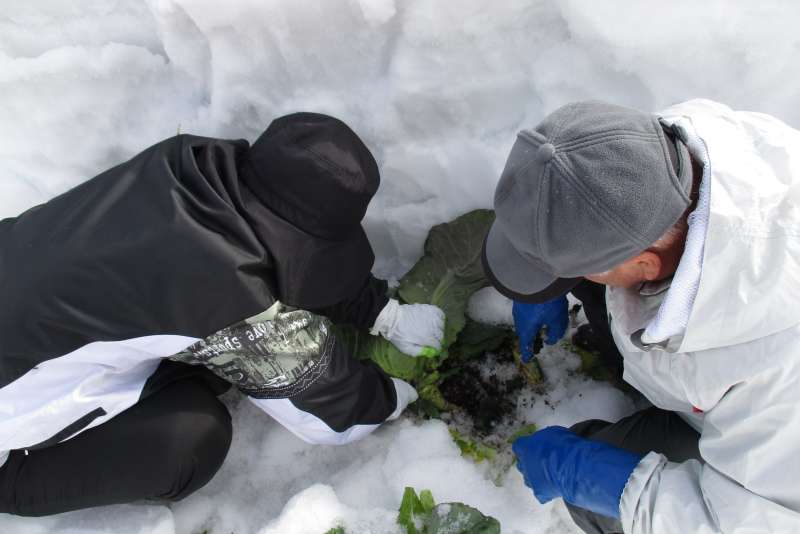 Locals harvest cabbage buried in the snow