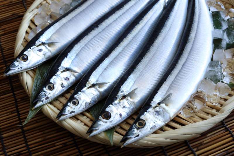 Sanma or Pacific saury