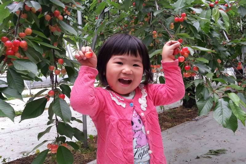 Cherry picking is a fun family activity that young children also enjoy