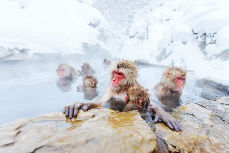 tourist pass in japan