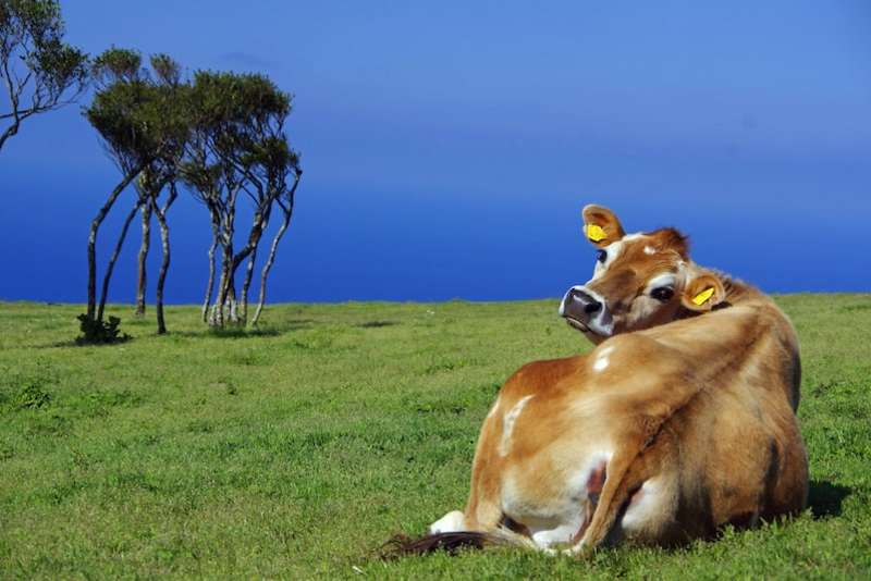 A cow on the grass