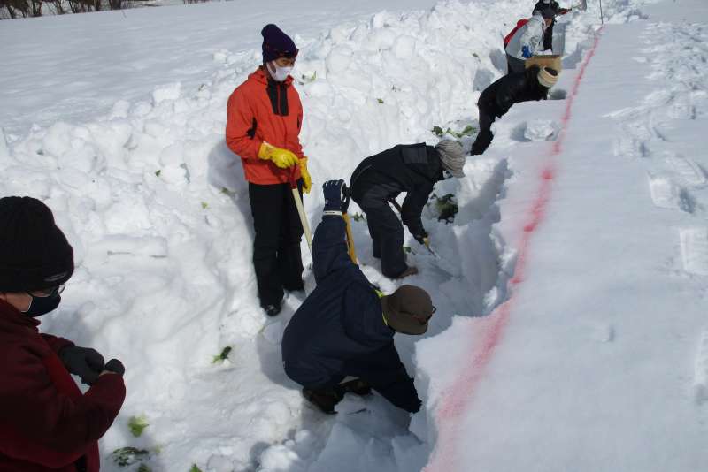 Locals harvest cabbage buried in the snow