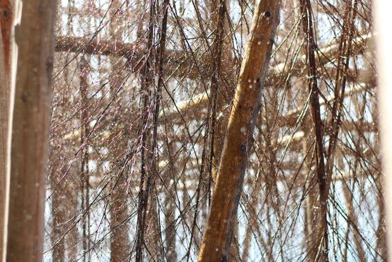 mataichi no shio hanging bamboo