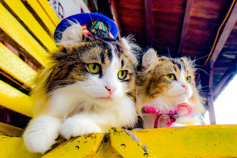 Cat station masters