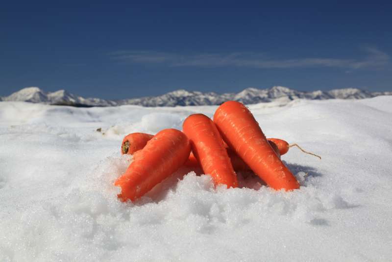 Niigata Prefecture is famous for its snow carrots