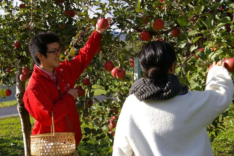 Guides are available to help tourists with the Apple-Picking Experience