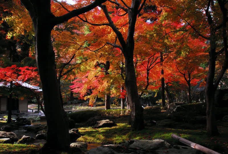 kyoto autumn foliage