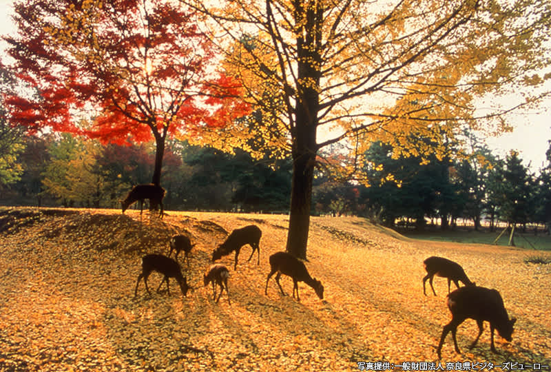 japan best places to visit in fall