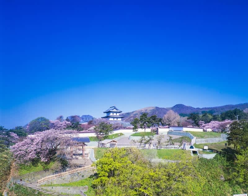 matsumae park cherry blossom