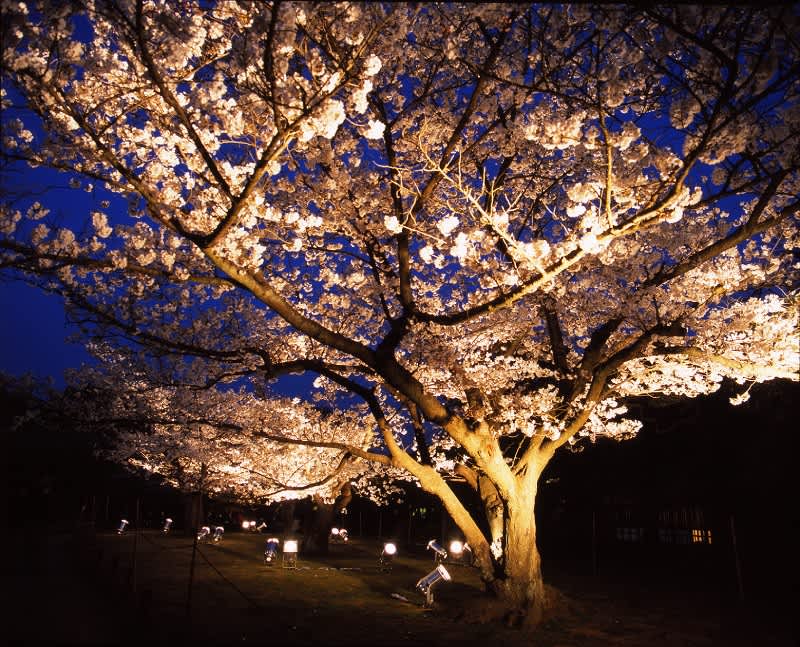ritsurin garden park cherry blossom tree at night
