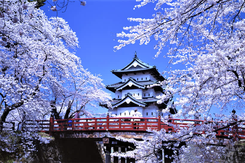 Enjoy Hanami, Cherry Blossom Viewing. | Blog | Travel Japan (Japan National  Tourism Organization)