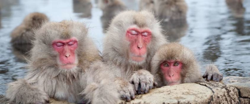 Bathing Snow Monkeys