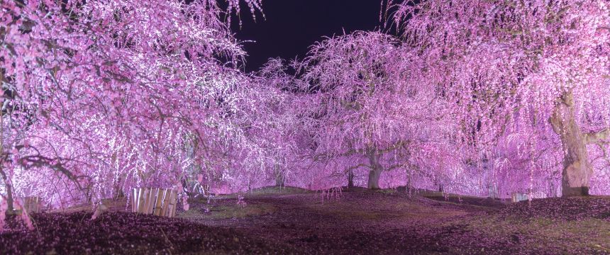 Green Expo Model Courses