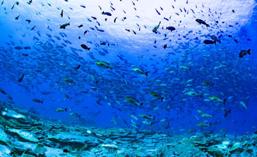 plongée snorkeling japon