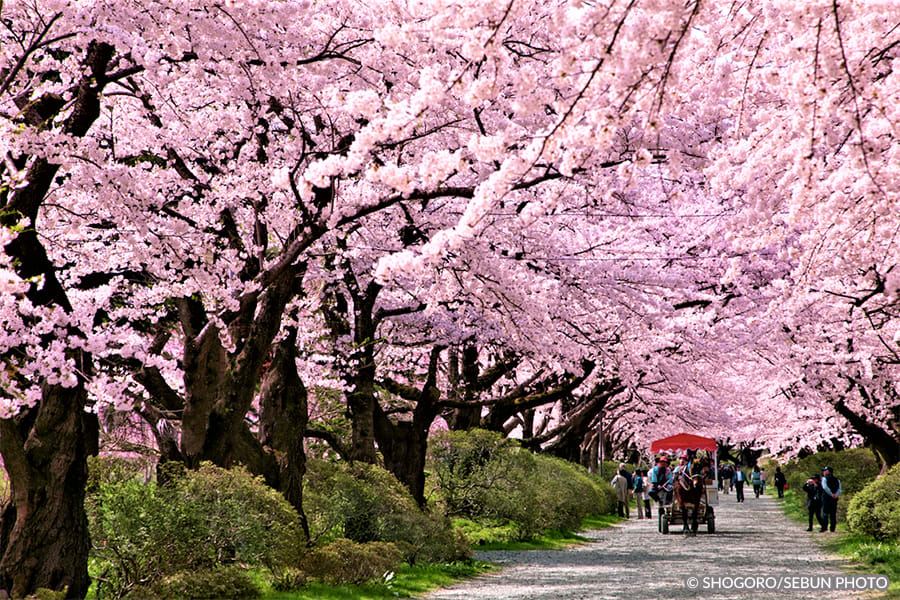 Cherry Blossom Viewing Hanami In Tokyo Japan Stock Photo Alamy