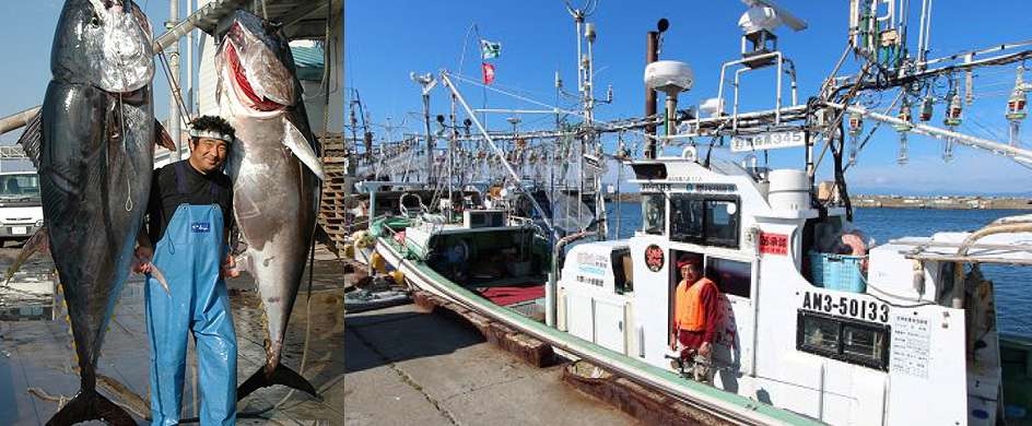 Oma-Tuna, Japan's tuna paradise