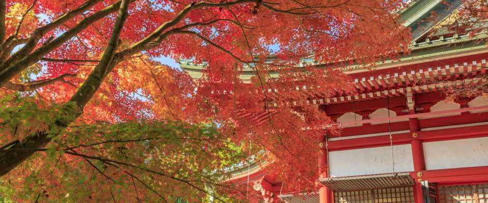 Pengalaman Zen dan Perjalanan Melihat-lihat Daun Musim Gugur