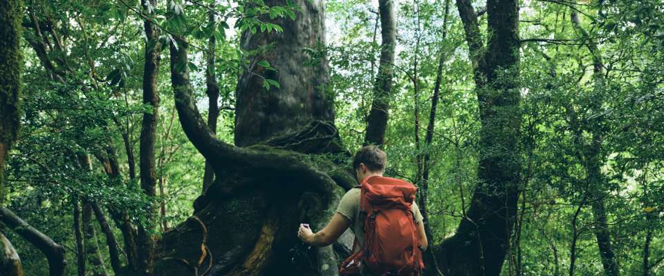 A relaxing vacation in mystical Yakushima Island