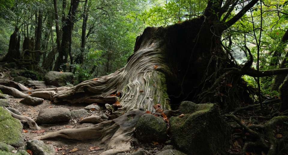 Yakushima