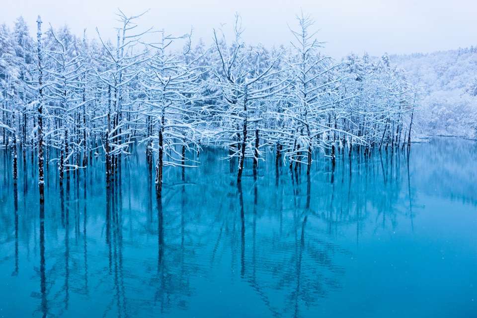 Hokkaido Shirogane Blue Pond of Biei Blog Travel Japan (Japan