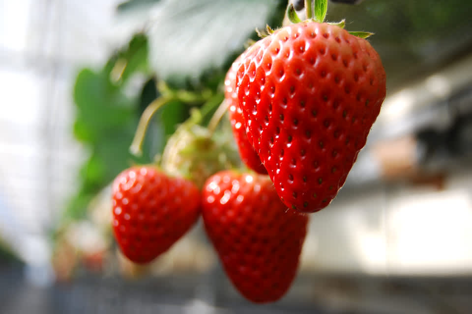 Gifu Strawberry Picking in Tajimi Blog Travel Japan (Japan