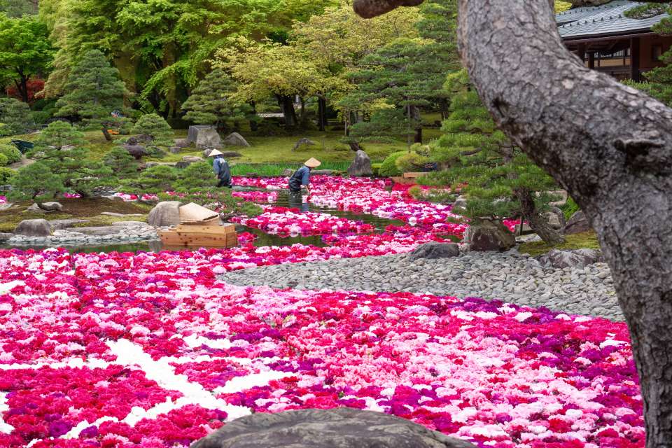 Shimane Blooming Peonies At Yuushien Blog Travel Japan Japan National Tourism Organization