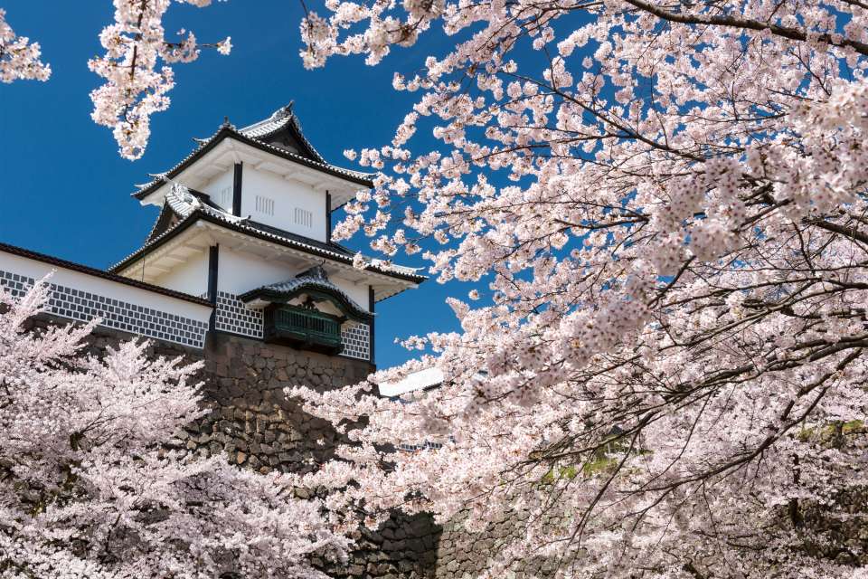 Kanazawa Cherry Blossoms: Best Spots for Sakura Viewing