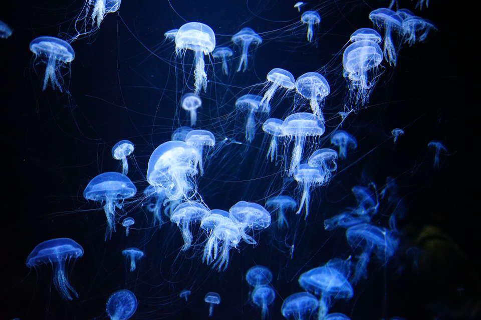 Jellyfish aquarium new arrivals