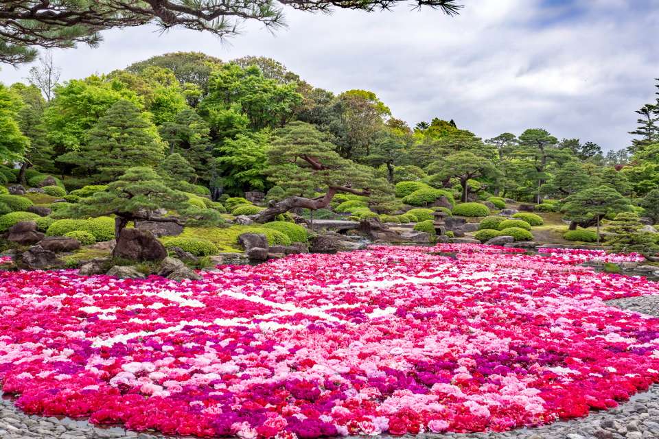 Japanese forest peony - FineGardening