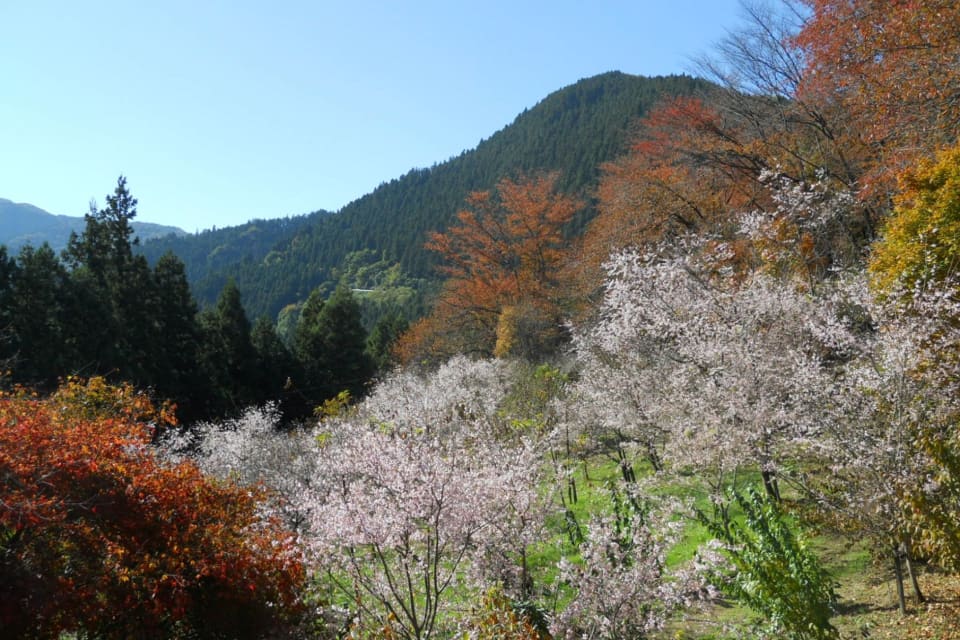 Saitama Winter Cherry Blossoms Of Jomine Park Travel Japan Jnto