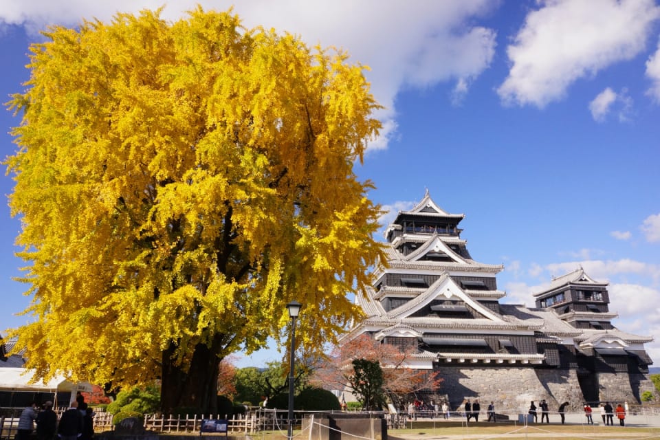 Kumamoto The Ginkgo Castle Of Kumamoto Travel Japan Jnto