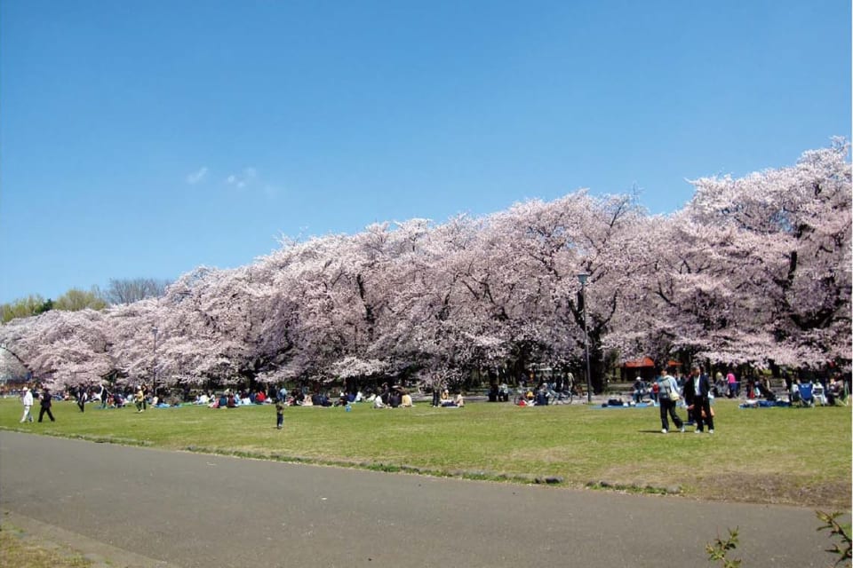 Tokyo Cherry Blossoms Of The Kodaira Green Road Travel Japan Jnto