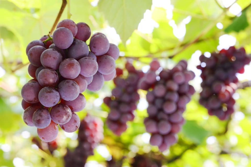 Yamagata Fruit Picking in Kaminoyama Blog Travel Japan (Japan